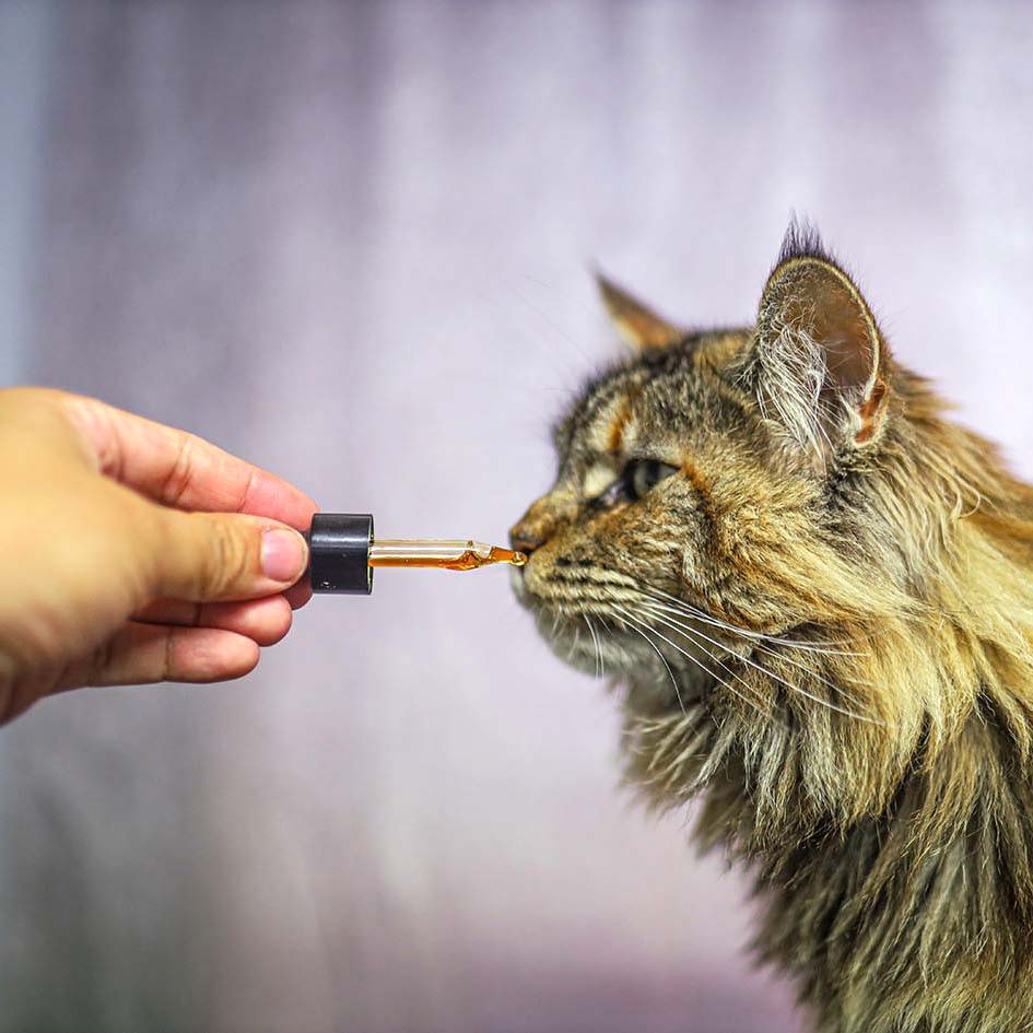 Cat NZ Green Lipped Mussel Oil Korure Pets